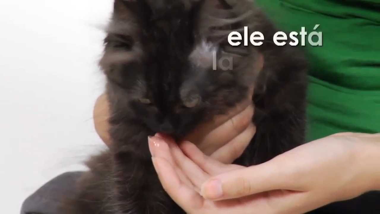 Portuguese Volume 1 - Episode 7