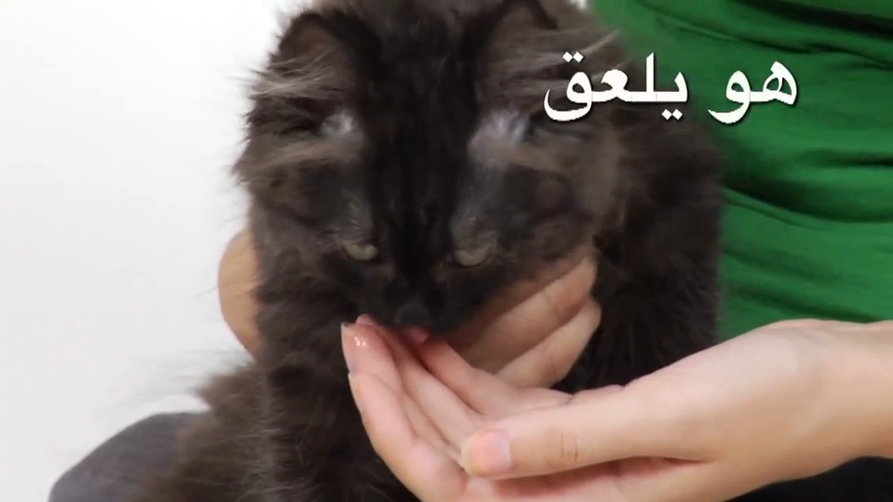 Arabic Volume 1 - Episode 7