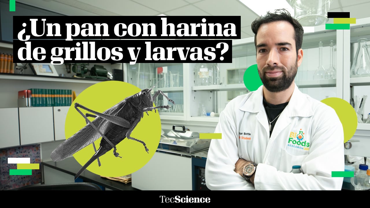 ¿Comerías un pan elaborado con harina de grillos y larvas?