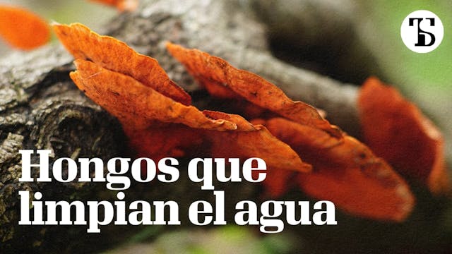 El potencial de los hongos para limpi...