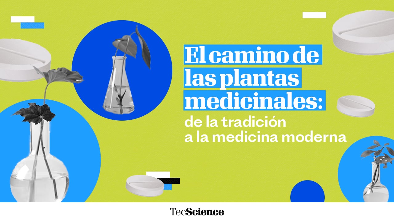 Farmacognosia: de las plantas medicinales a la medicina moderna