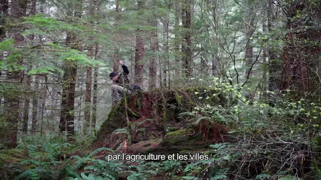 No Tree Will Fall