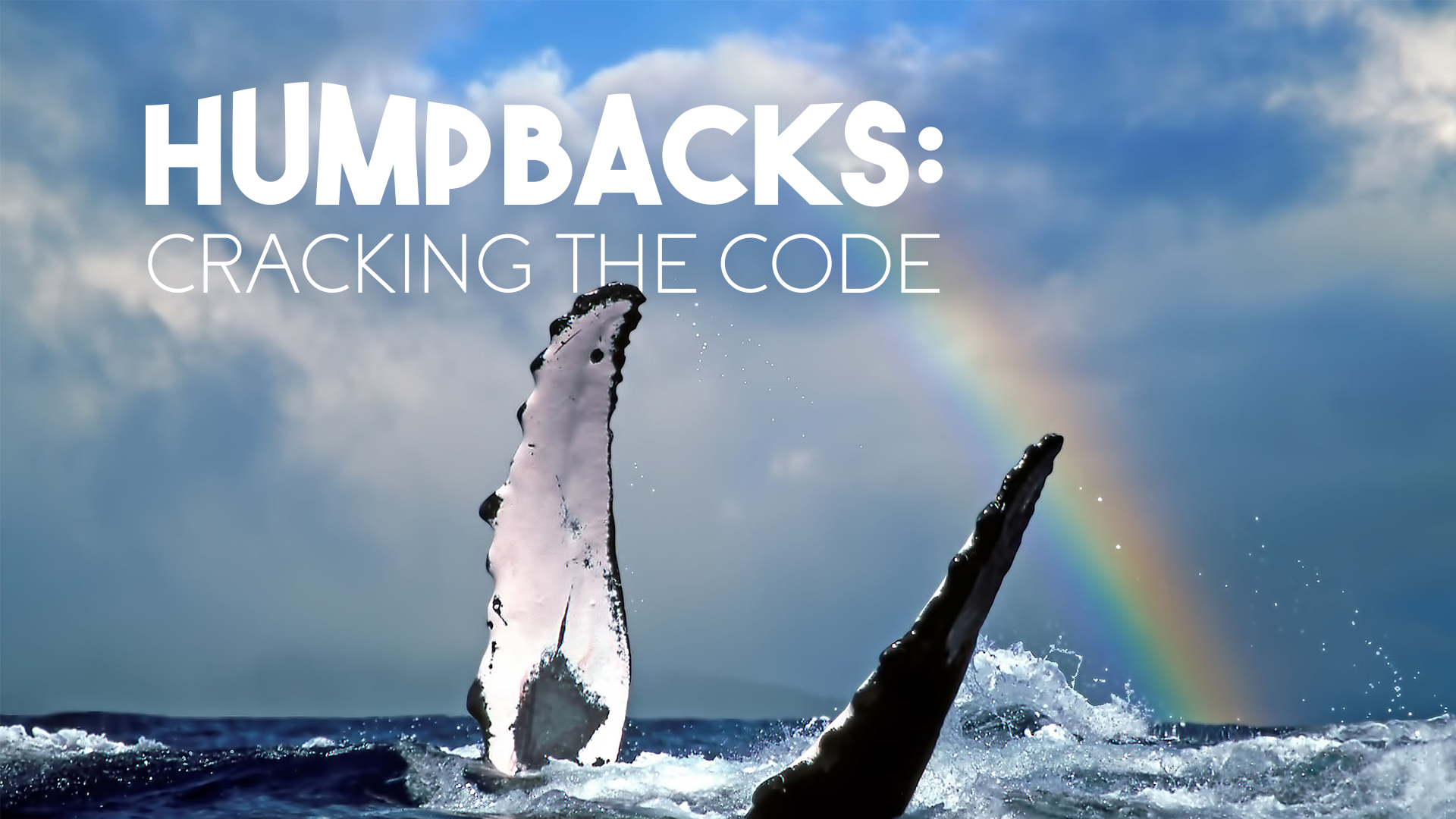 Humpbacks: Cracking The Code