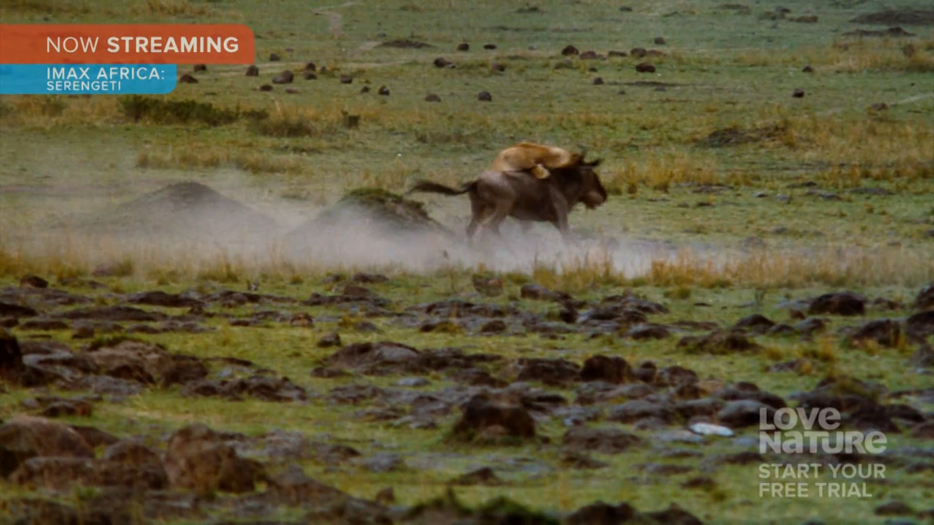 IMAX Africa Serengeti Clip