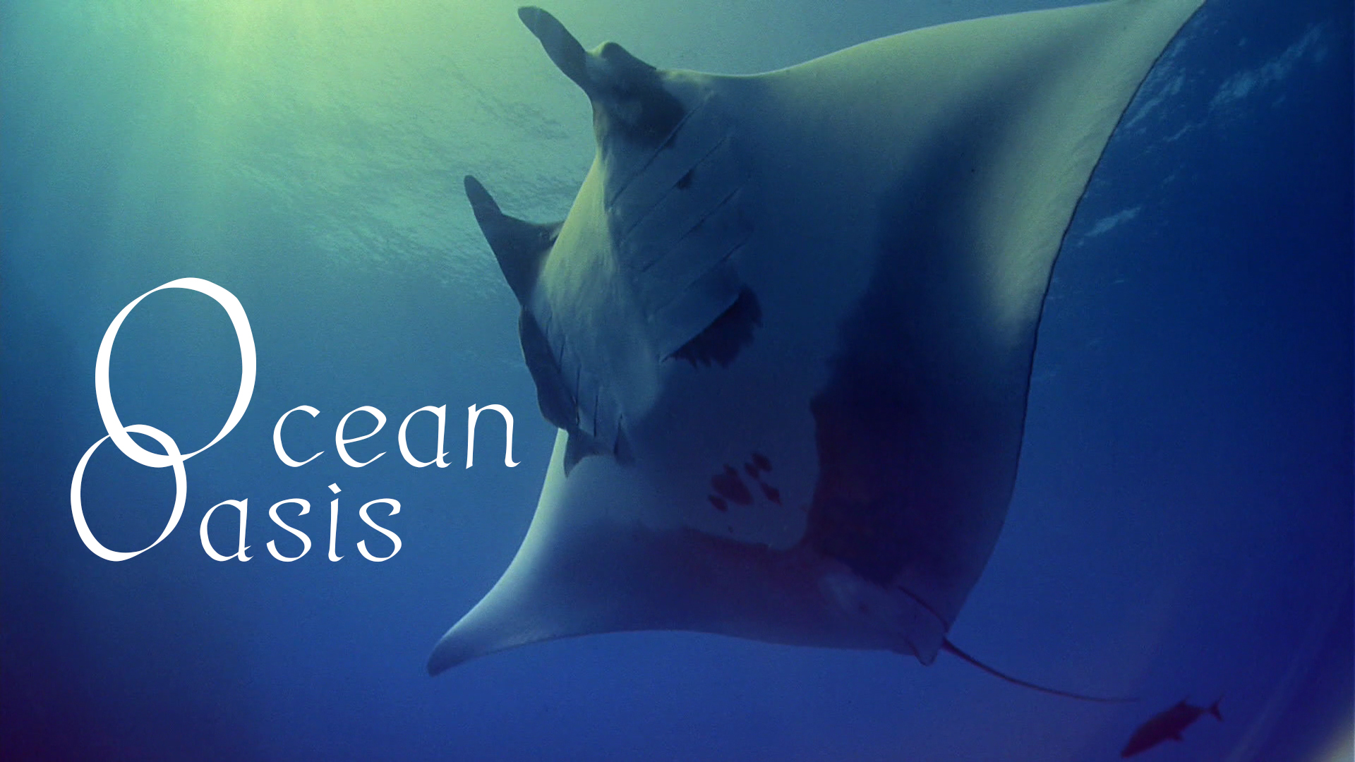 Ocean Oasis