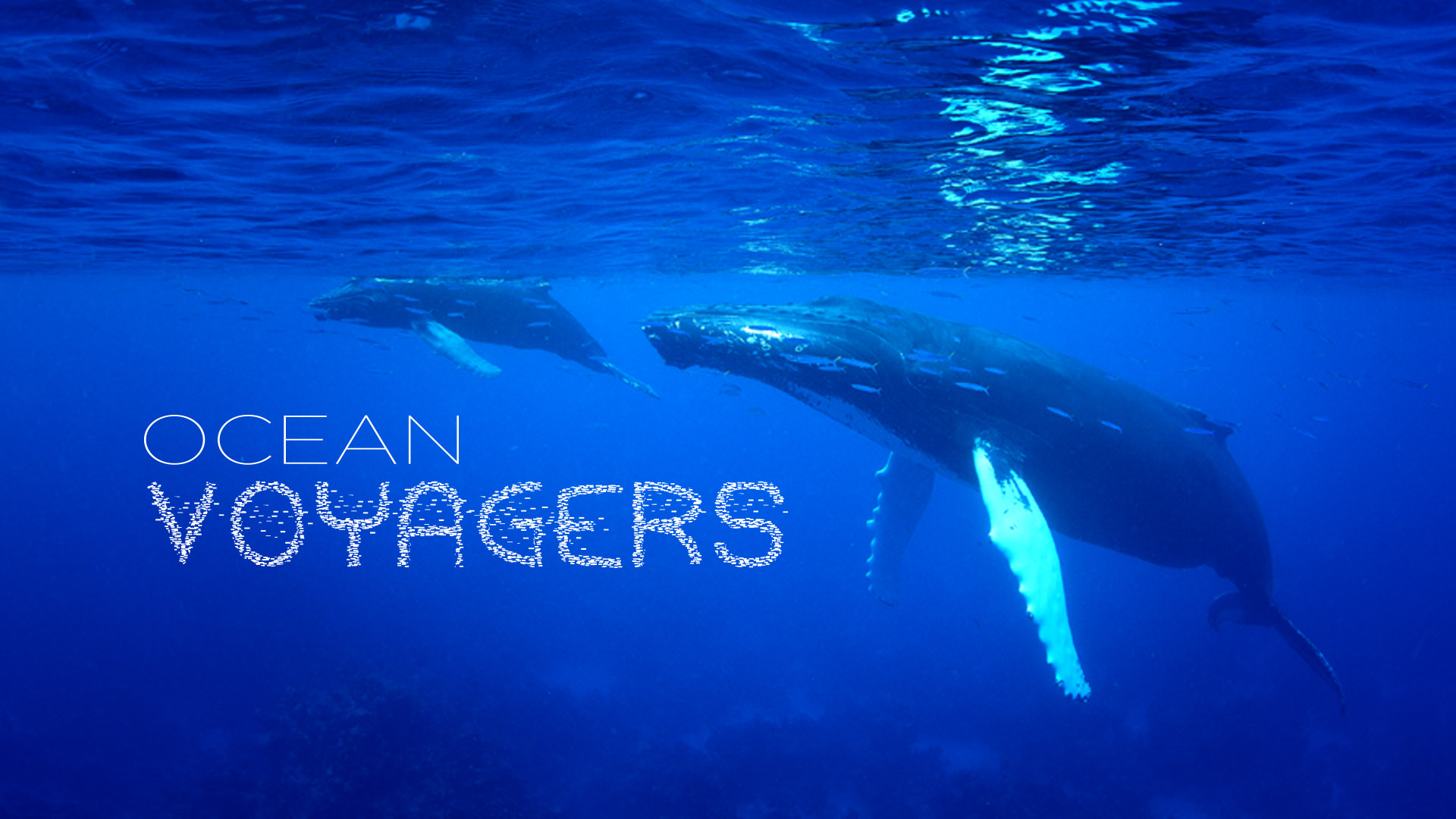 Ocean Voyagers