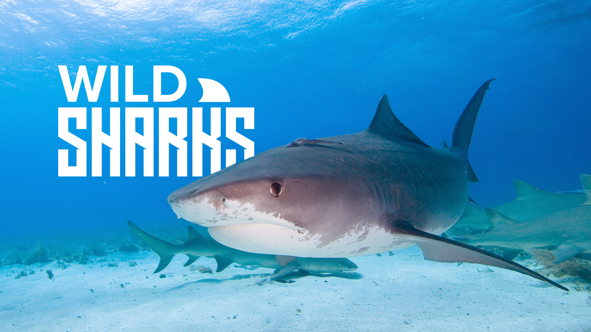 Wild Sharks