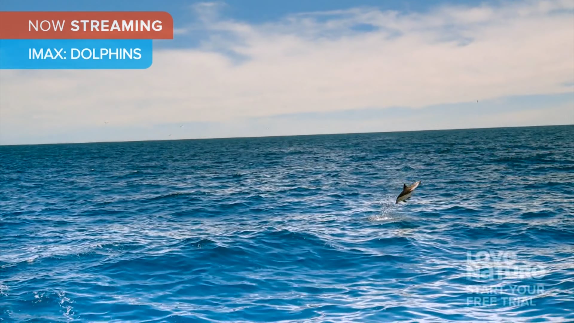 IMAX Dolphins Clip