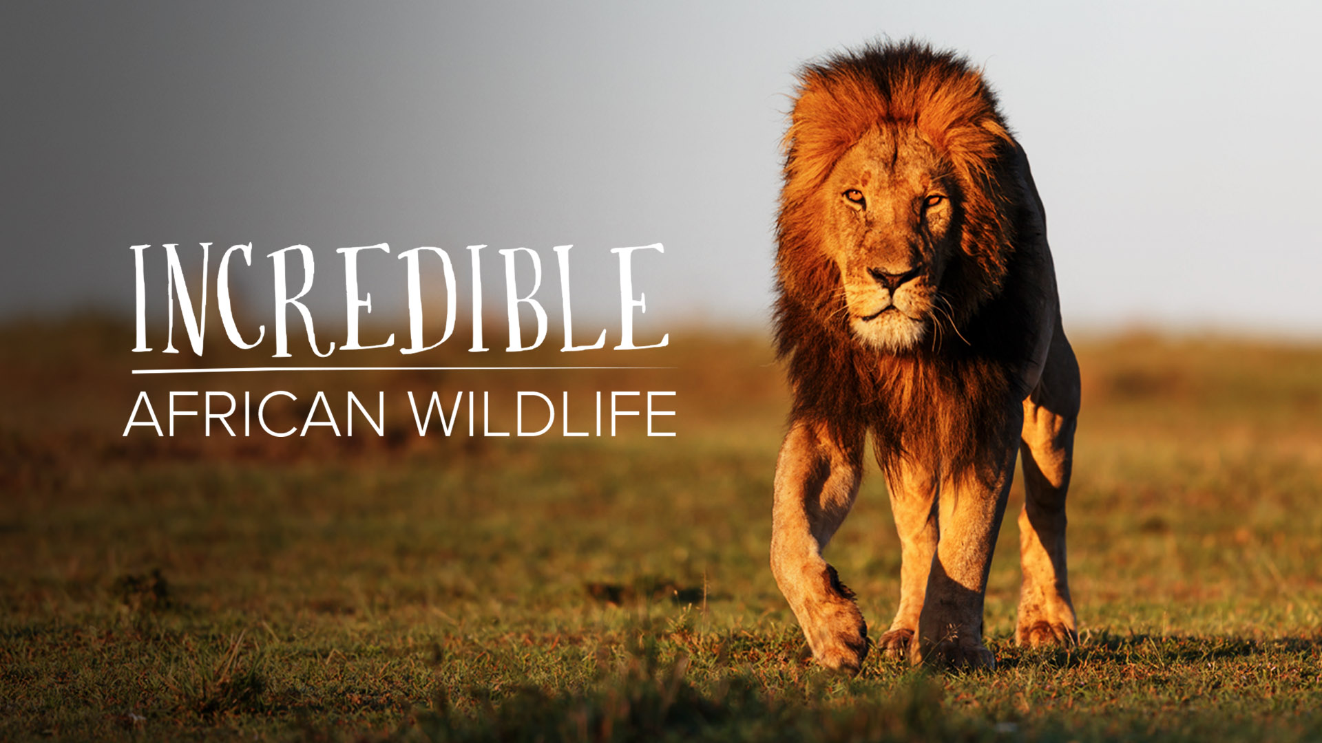 Incredible African Wildlife