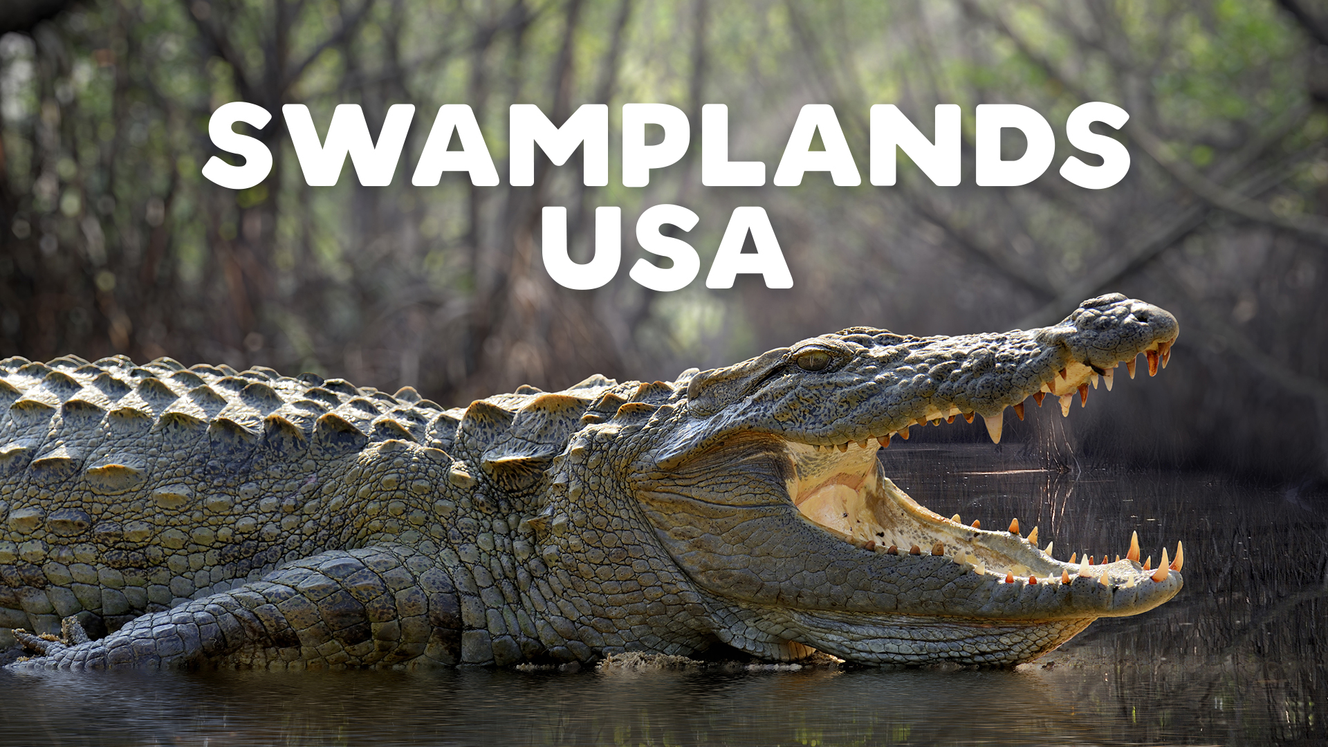 Swamplands USA