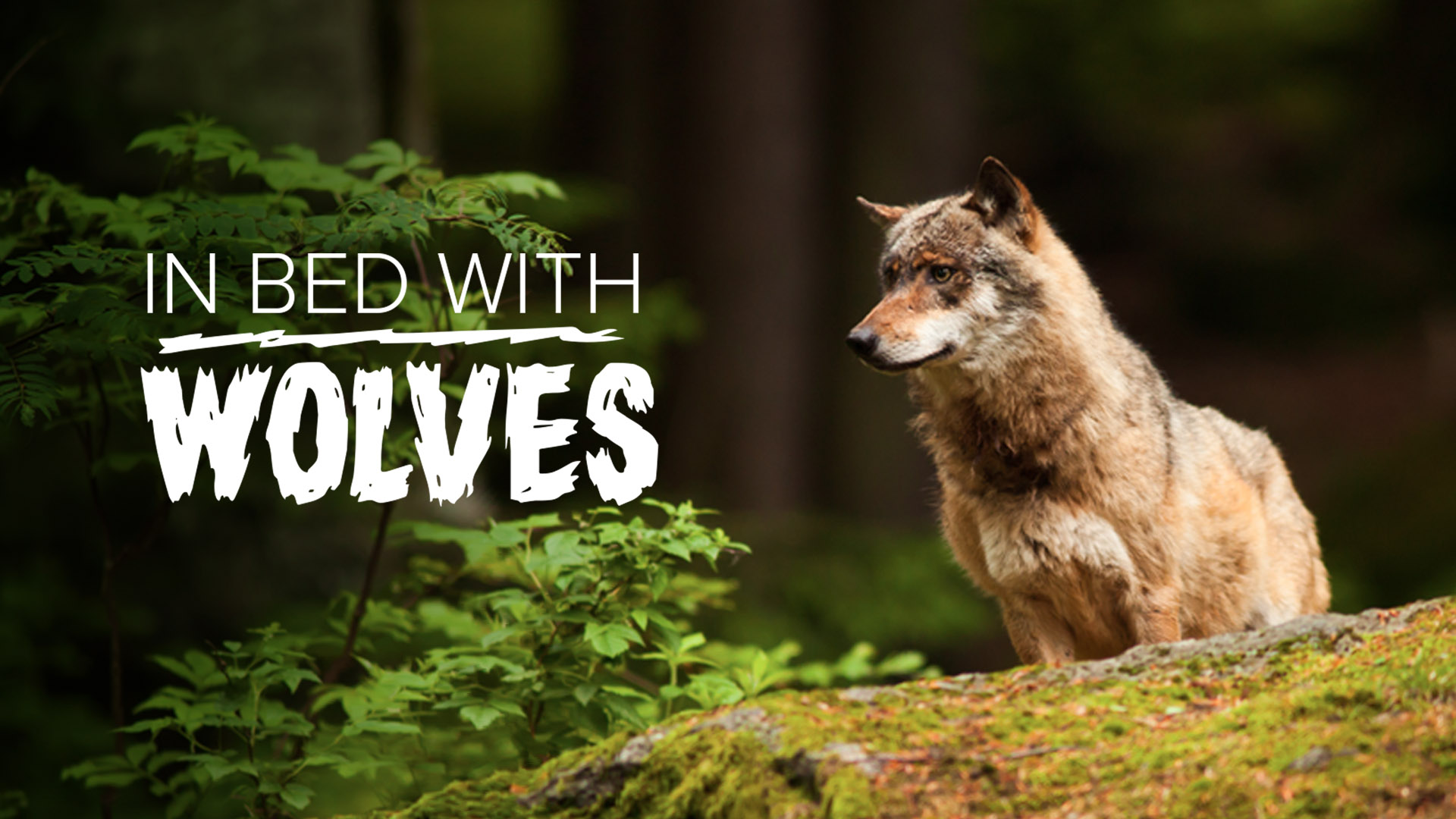 In Bed With Wolves
