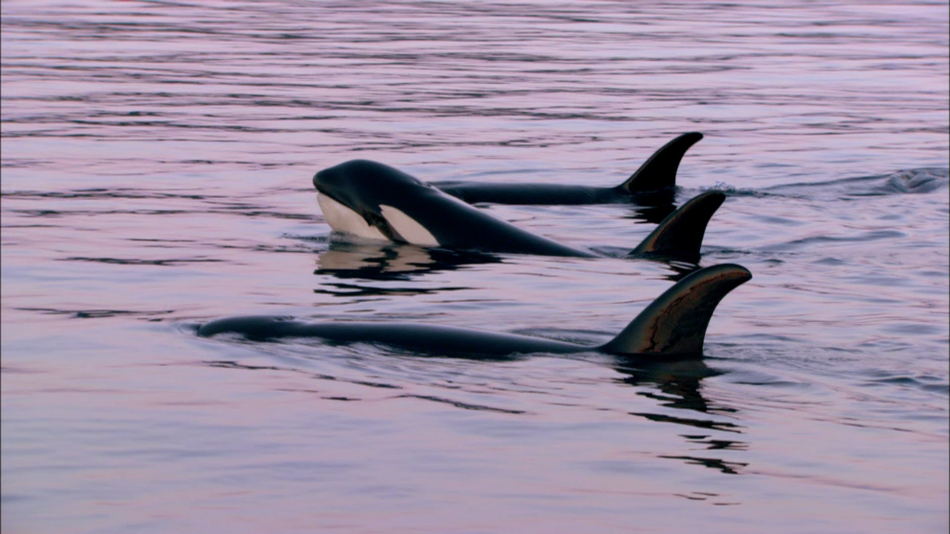 Realm of the Killer Whales