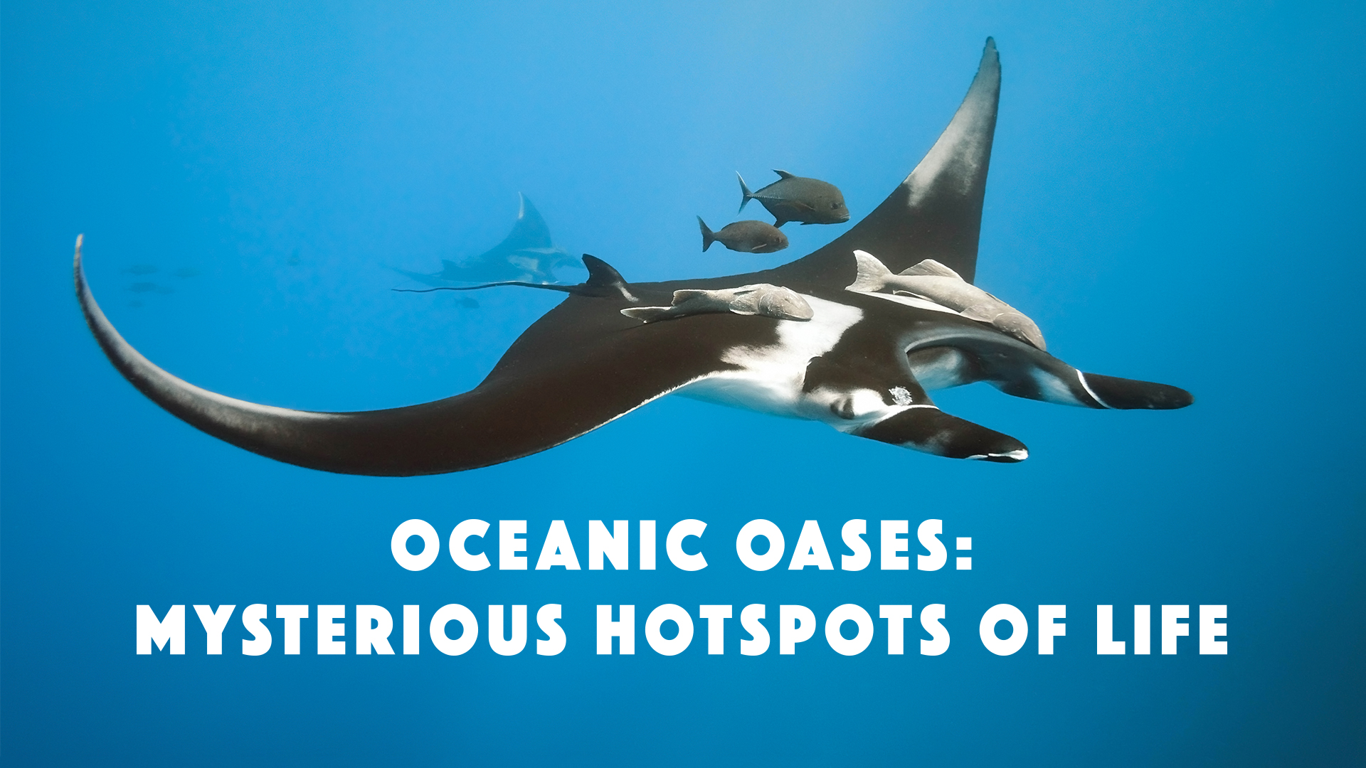 Oceanic Oases: Mysterious Hotspots of Life