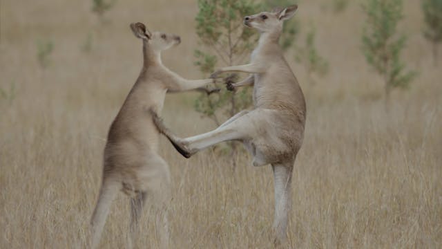 Aussie Awesome Animals