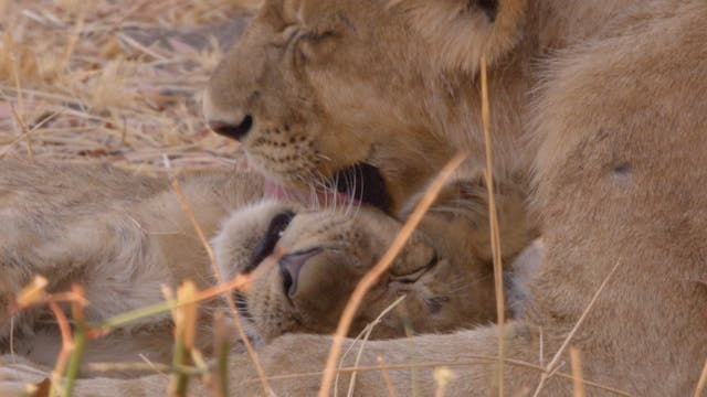 African Adventures