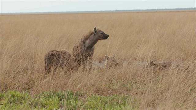 Predator vs. Prey