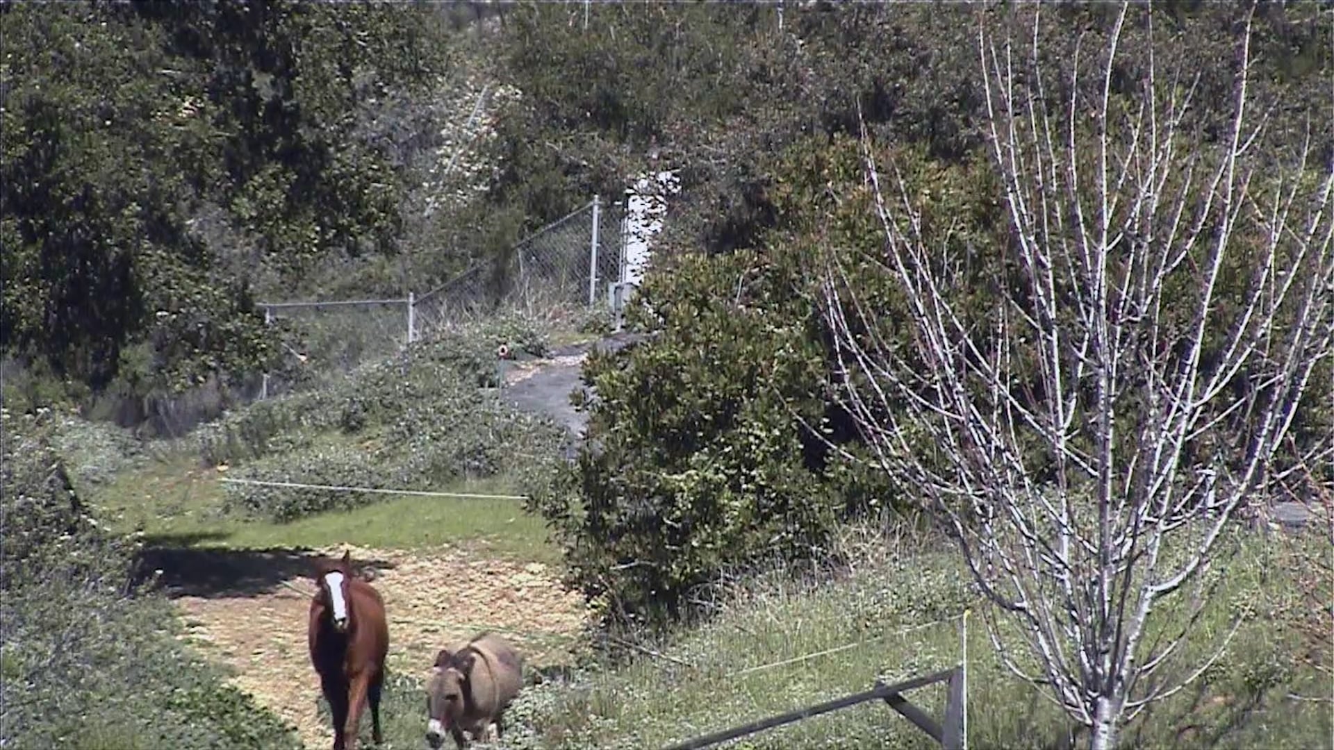 Carlo Burton Horse Rescue and Rehabilitation