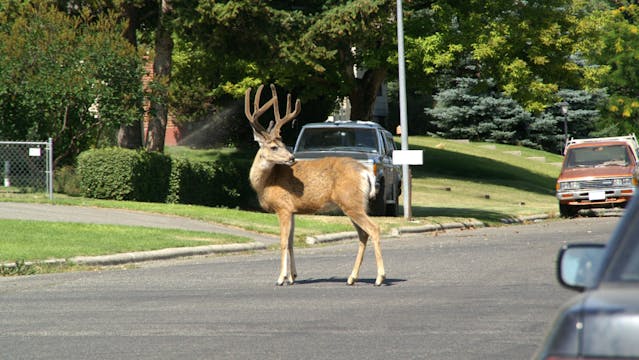 Quand les animaux sauvages emménagent en ville