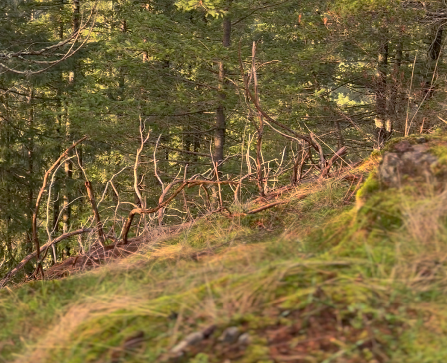 Yoga Nidra in the Forest (23 min)