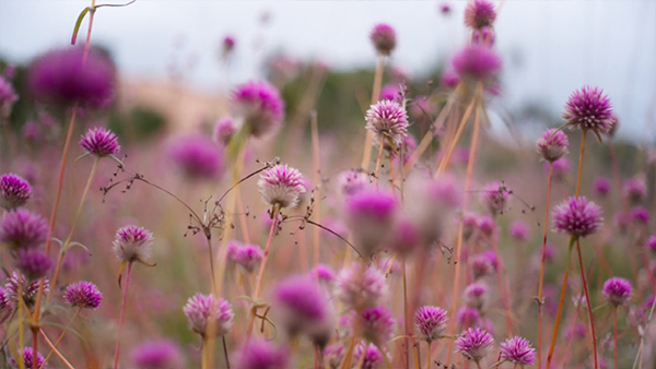 Ḻuku Ngärra: The Law of the Land (HOME LICENSE)