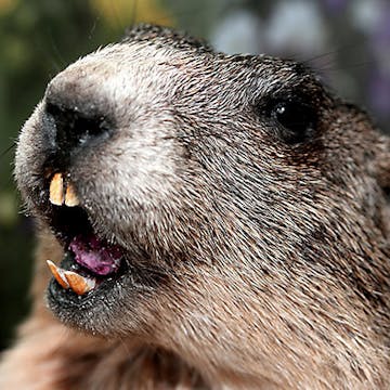 1 - GROUNDHOG DAY - POWER SWITCH