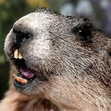 0 - GROUNDHOG DAY - INTRO