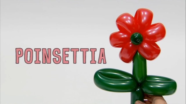 Poinsettia