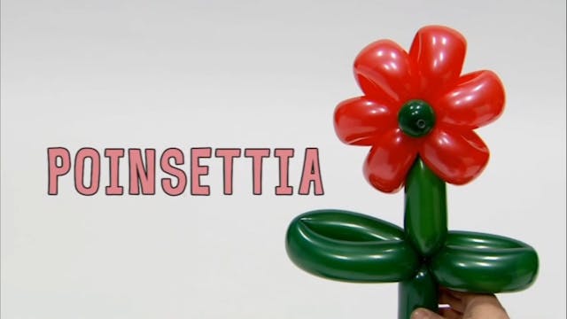 Poinsettia 