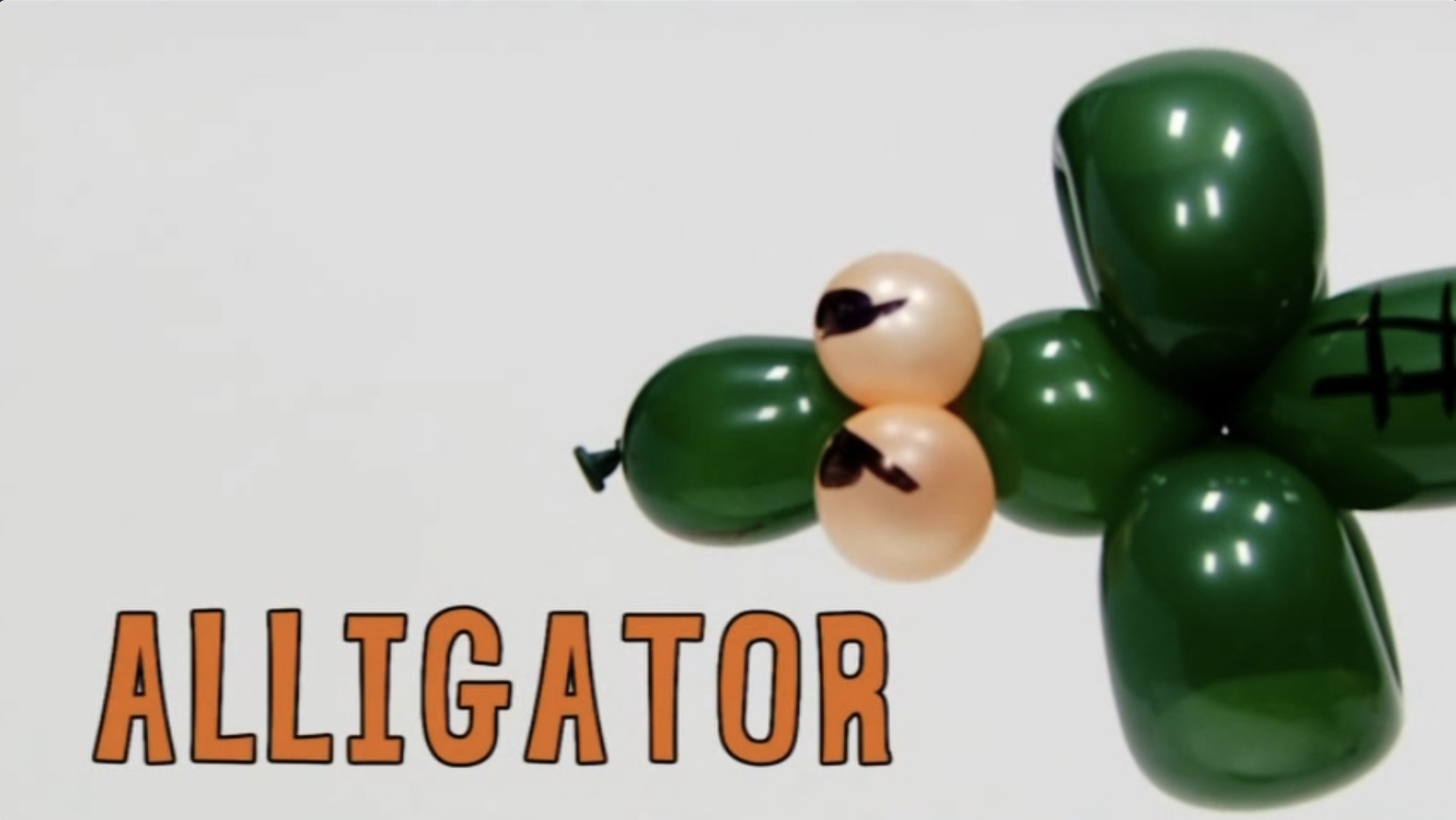 Alligator 