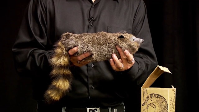 Learn Spring Animal