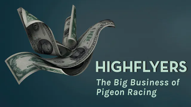 HIGHFLYERS - THE BIG BUSINESS OF PIGEON RACING