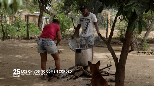 LOS CHIVOS NO COMEN COROZO