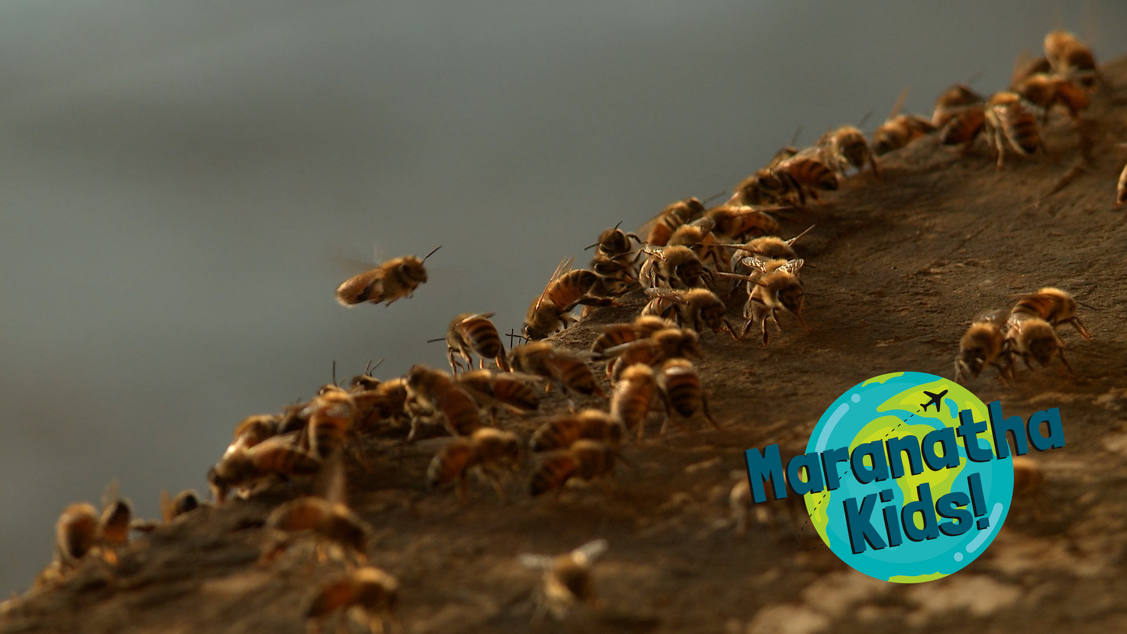 Bees Building Schools