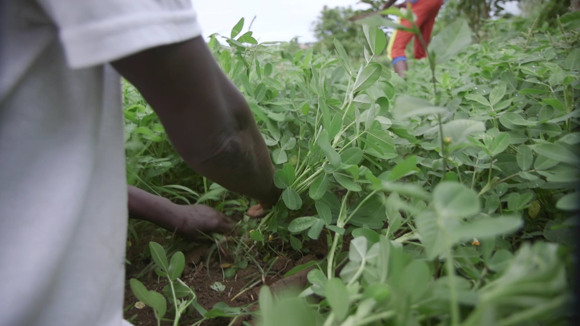 Construindo esperança