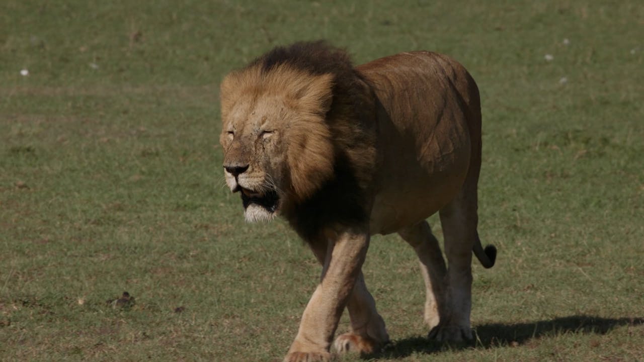 Growing at Kajiado Africa The Maranatha Channel
