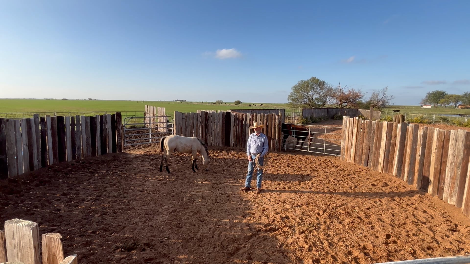 Halter break a weanling 1