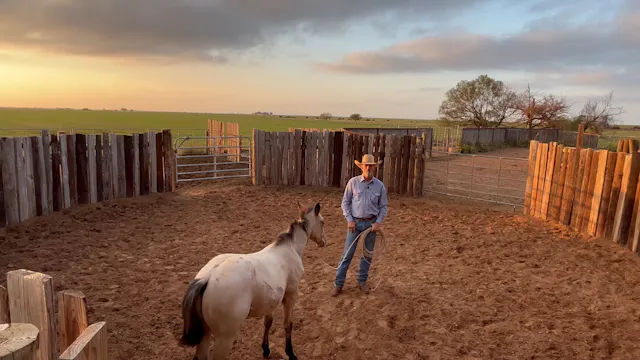 Halter breaking a weanling 2