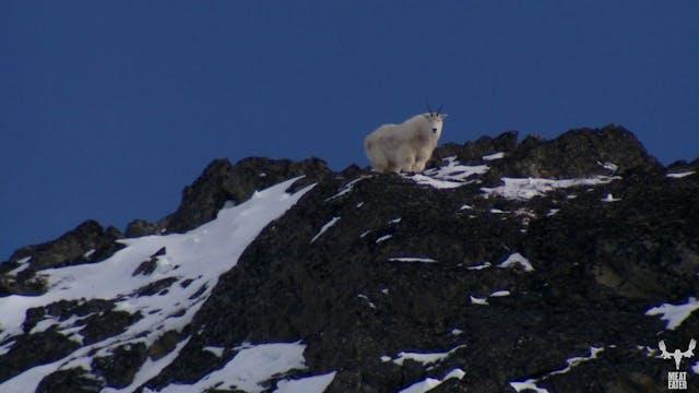 S1-E04: The Rugged Peaks: Alaskan Mountain Goat 
