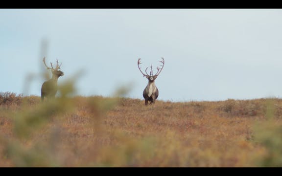 S7-E14: Fortymile Caribou: Part 1