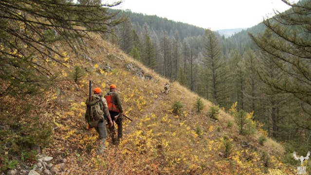 S3-E01: Straight Flush: Montana Mountain Grouse