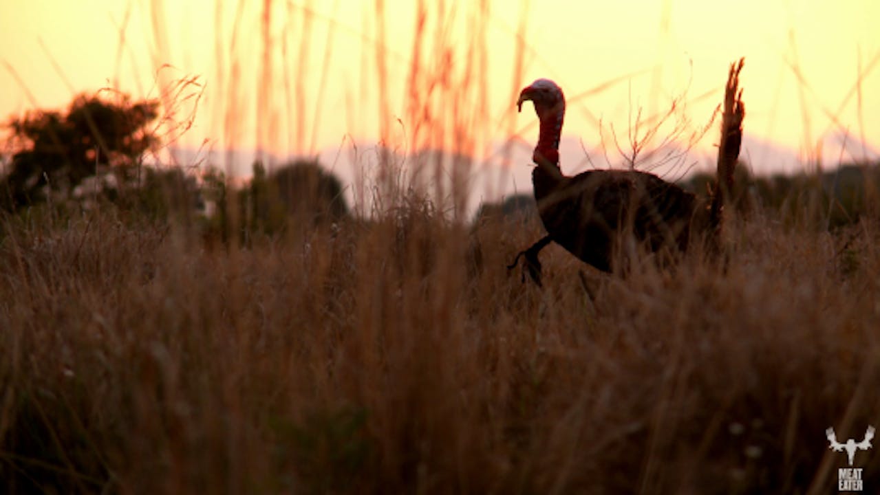 S4-E09: Spring Break: Florida Osceola Turkey