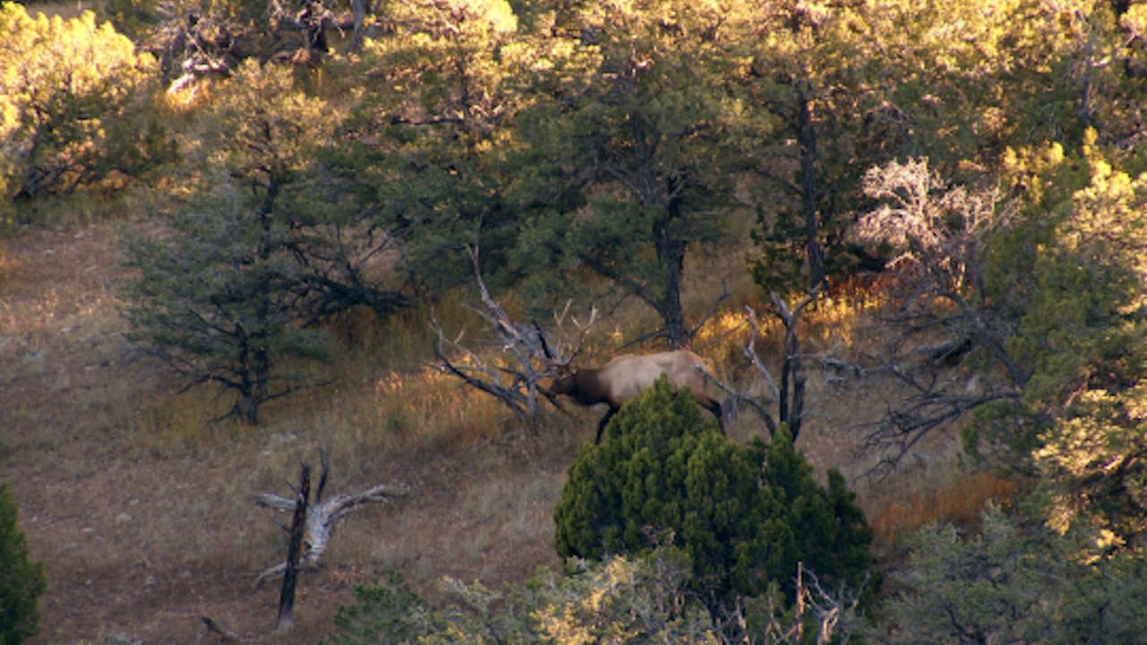 S4-E15: Gila Monster: New Mexico Bull Elk