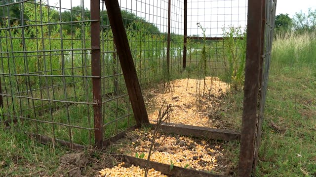 S6-E11: Lone Star Pork, Texas Hog