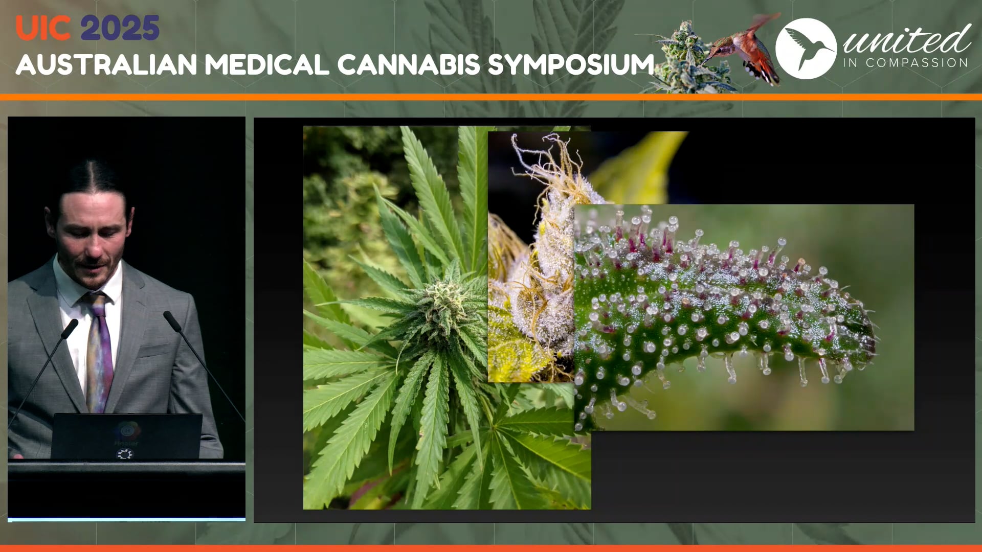 Low and ultra-low dosing cannabinoids. Are we missing the ‘sweet spot’ Dustin Sulak MD
