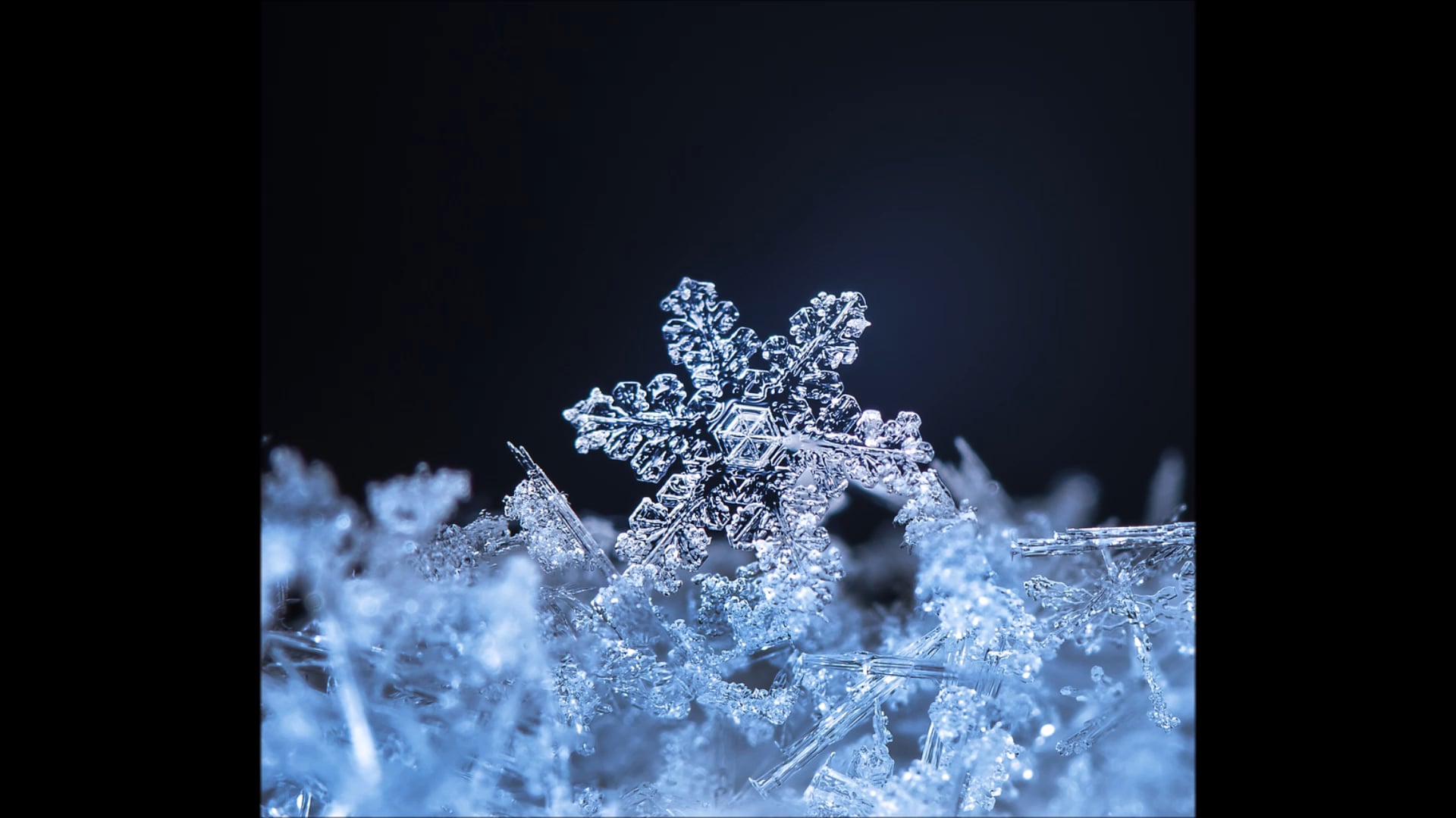 Reason for the Season