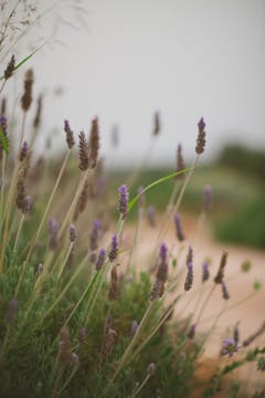 Re-Wild: Acupressure & Breath