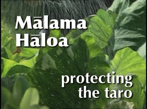 Mālama Hāloa - Protecting the Taro