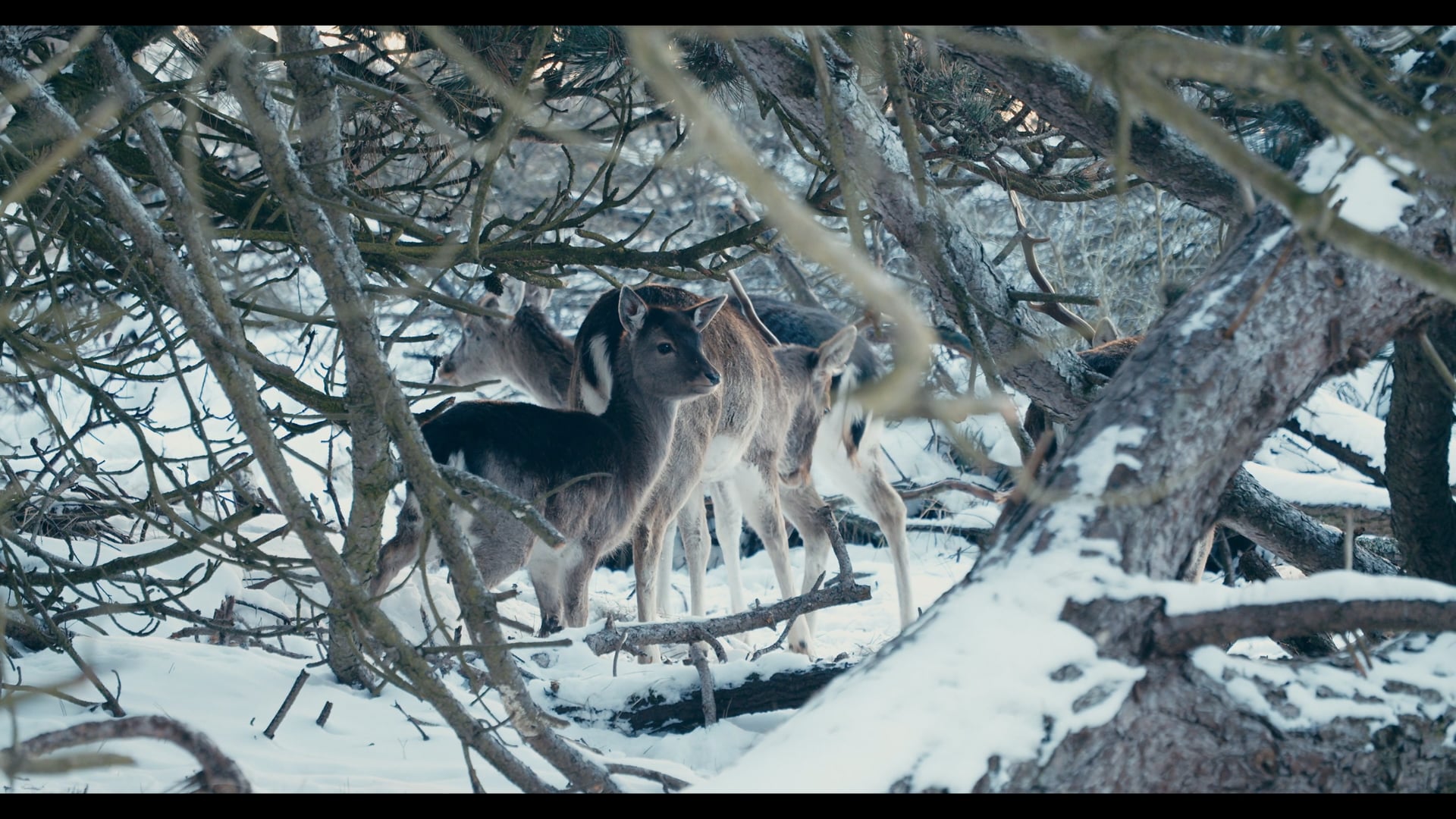 A journey Through the Animal Kingdom - S3066