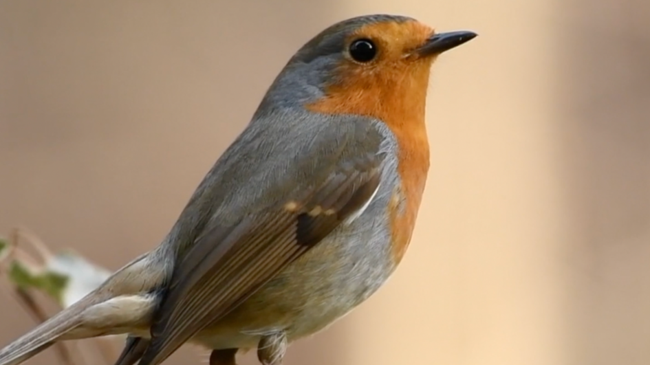 Musicals and Mother Nature - S127