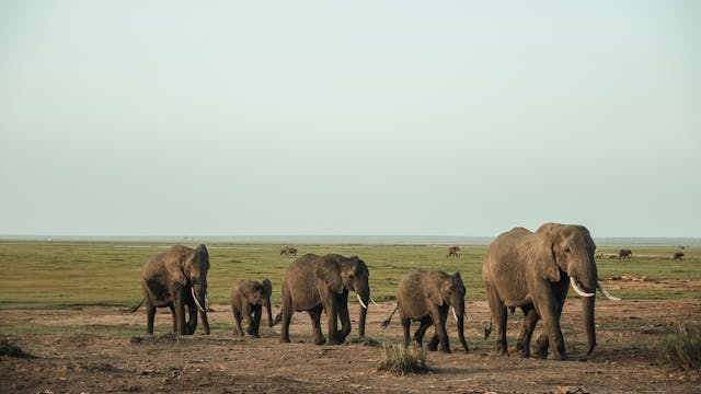 Beauty & Wonder of Wildlife - S408